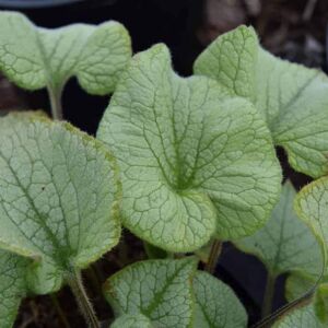 Brunnera macrophylla 'Looking Glass'PBR ---